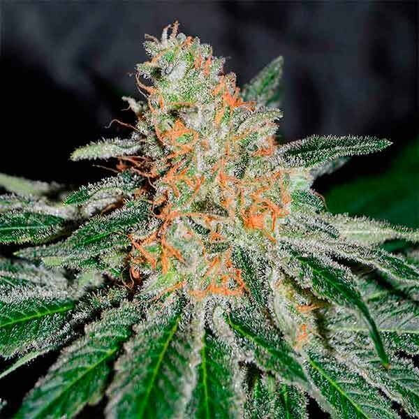 CBD Jam