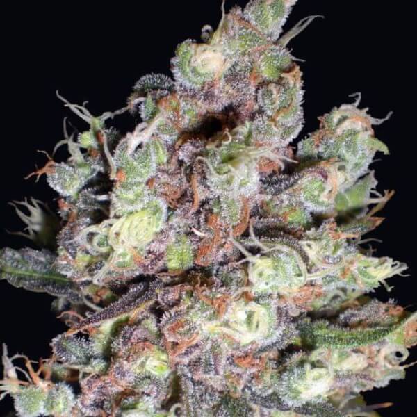 Cotton Candy