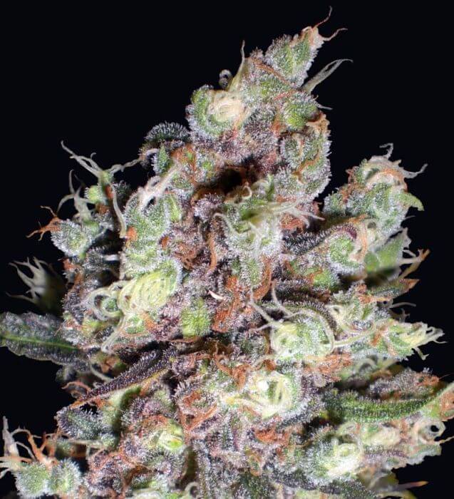 Cotton Candy: bank product photo, credit alchimiaweb.com, copyright status shown with credit copyright unverified