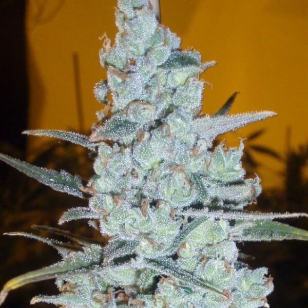 Critical Jack Herer