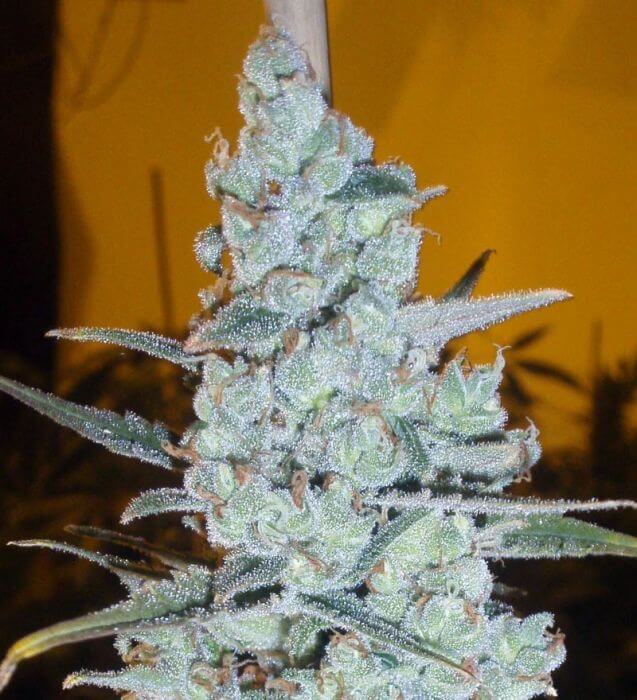 Critical Jack Herer