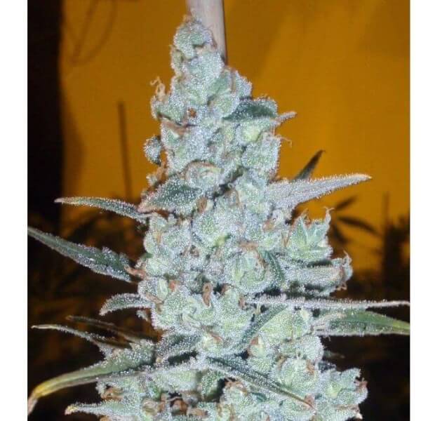 Critical x Jack Herer Auto