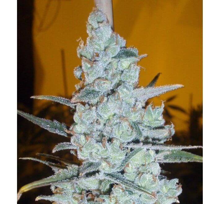 Critical Jack Herer Auto