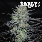 Golosa Early