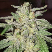 Lord Kush