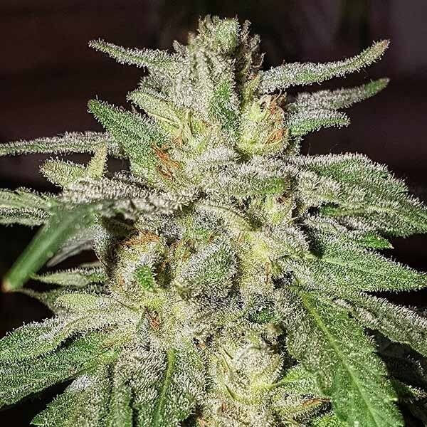 Lord Kush