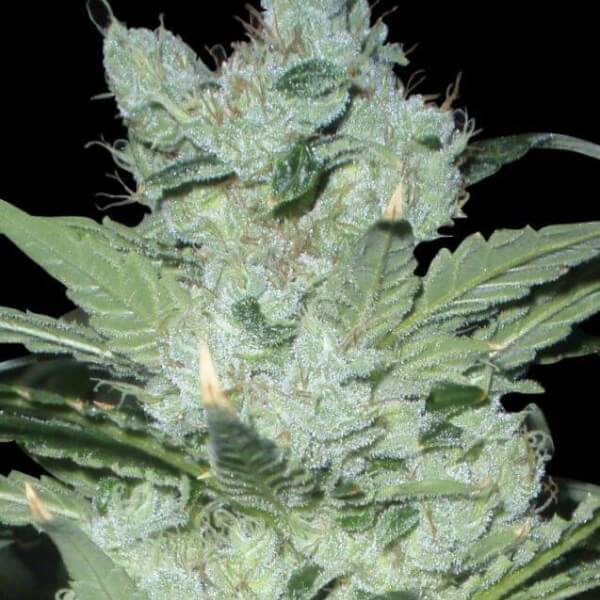 Critical Neville Haze 2.0