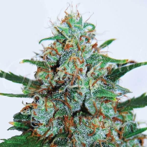 Critical Neville's Haze Auto