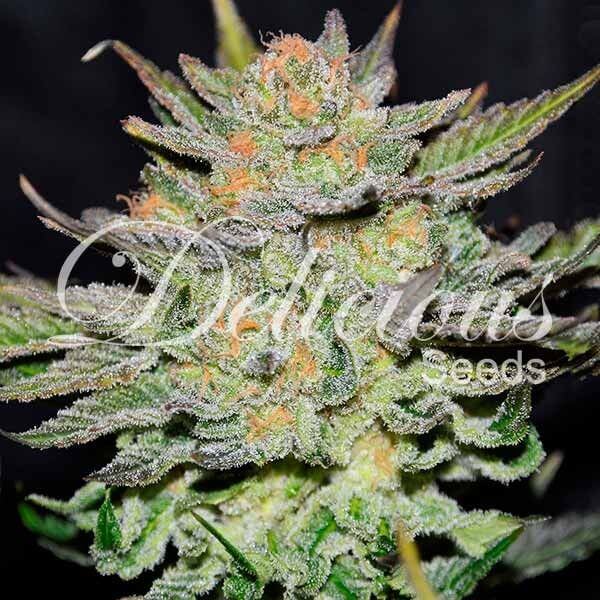 Auto Blue Ace CBD