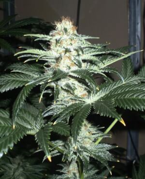 Critical Sensi Star