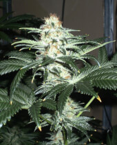 Critical Sensi Star