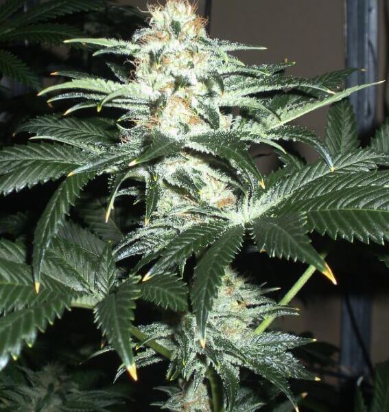 Critical Sensi Star