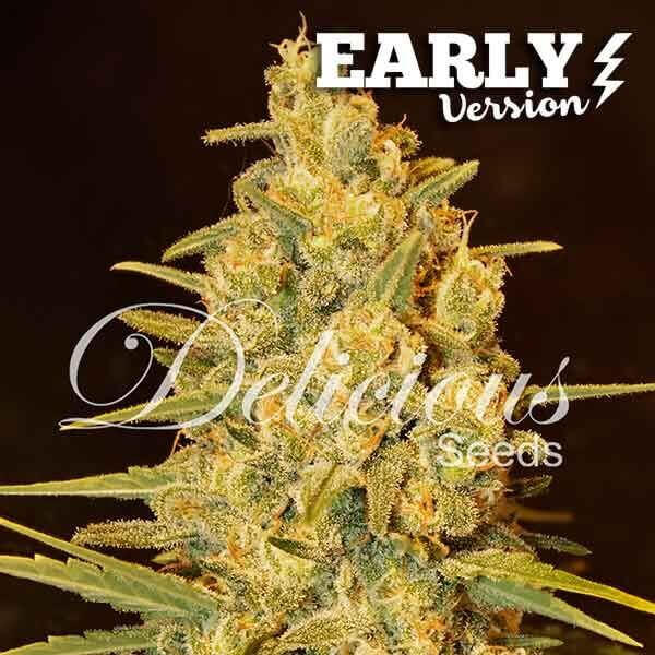 Critical Sensi Star