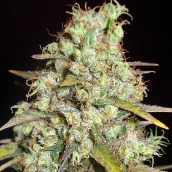 Critical Super Silver Haze
