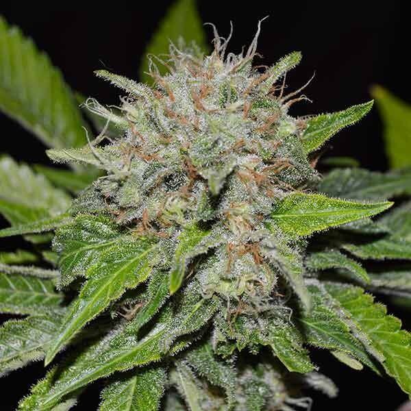 Deep Mandarine CBD
