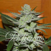 Unknown Kush
