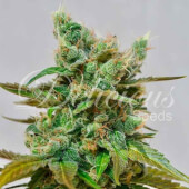 HoneyBells