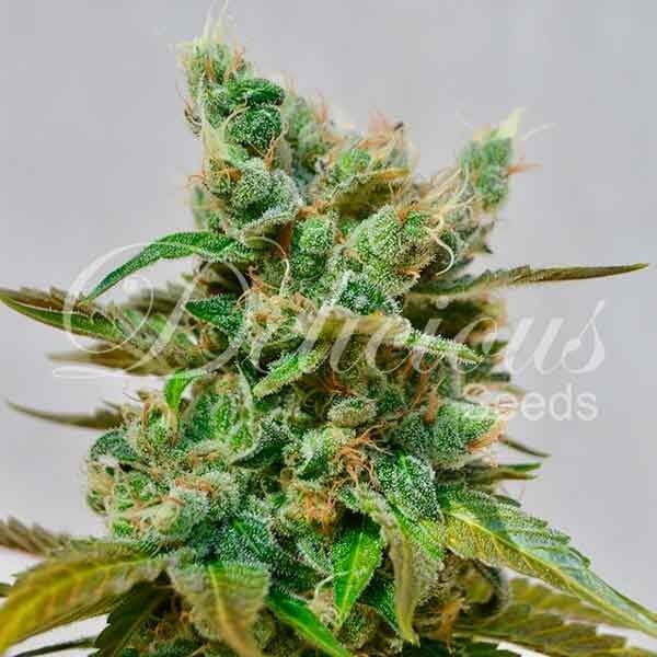 Honeybells CBD