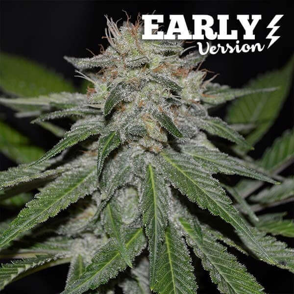 Critical Neville Haze