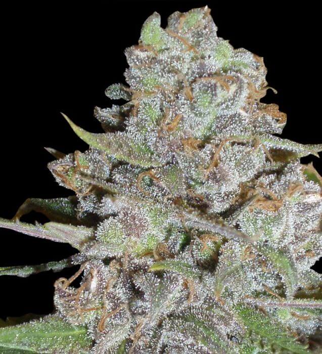La Diva Delicious Auto