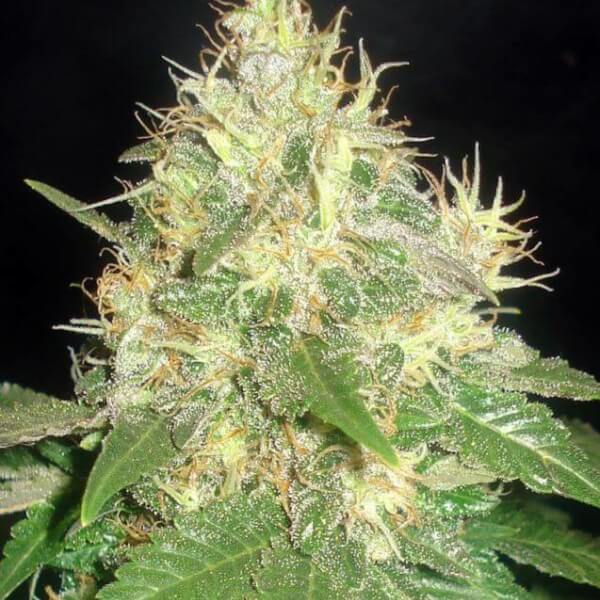 Northern Light Blue
