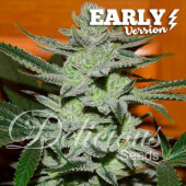 Unknown Kush Early Version