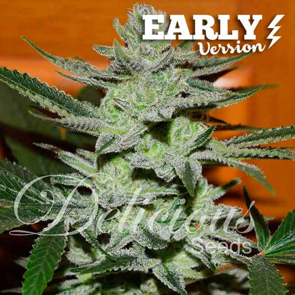 Unknown Kush
