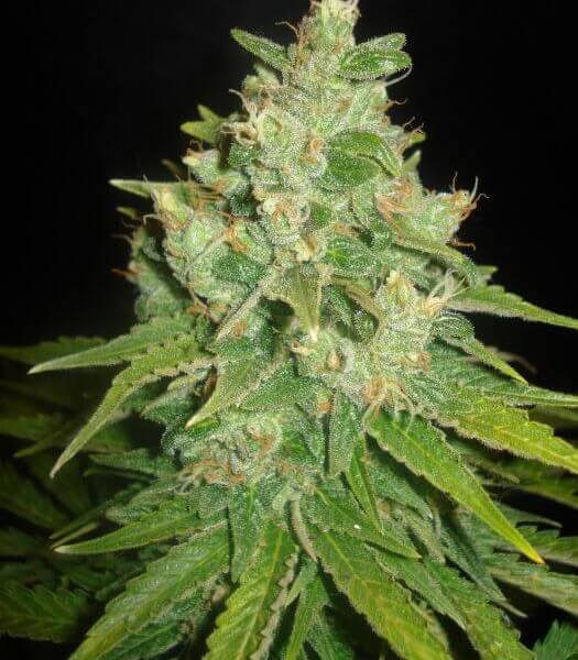 Sugar Black Rose
