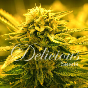Sugar Black Rose Auto