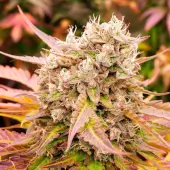 Dark Lemonade Auto