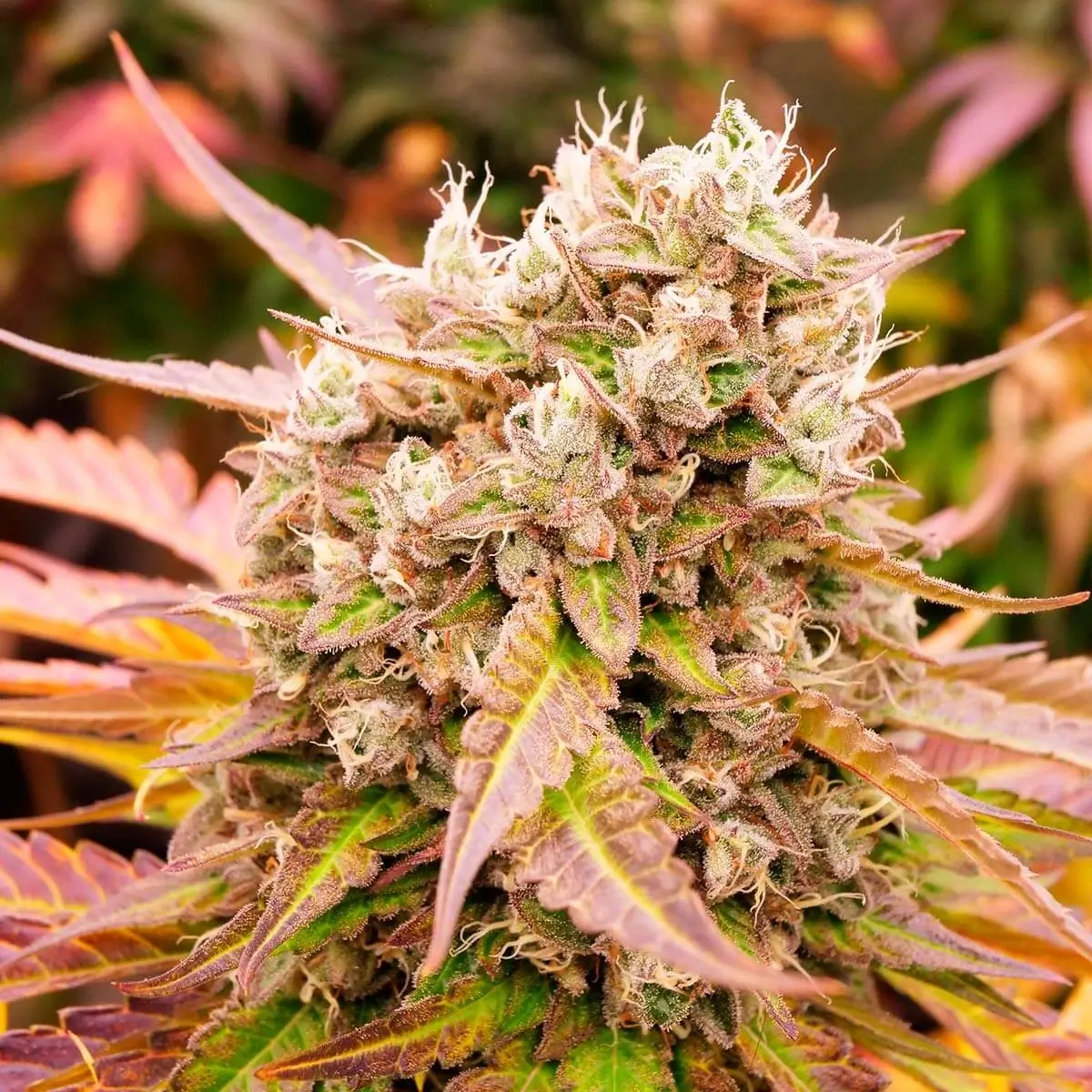 Dark Lemonade Auto
