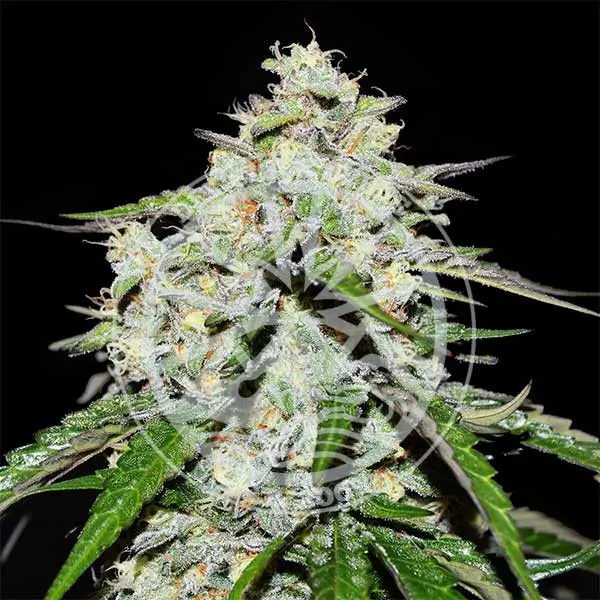 Space Cookies Auto