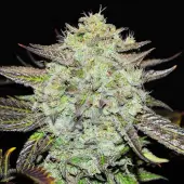 Purple Mango Kush