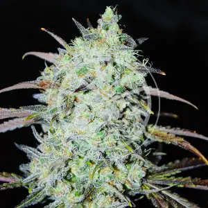 Bay Haze