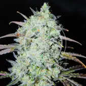 Bay Haze