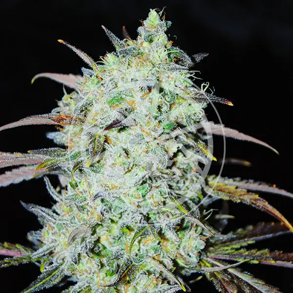 Bay Haze