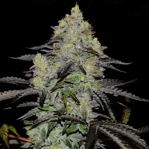 Zinnapple