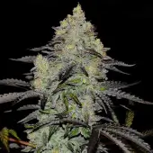 Zinnapple