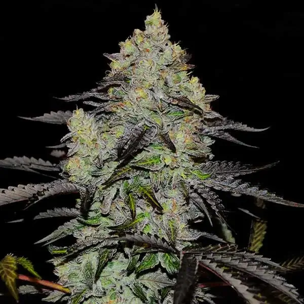 Zinnapple