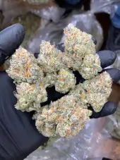 Mimosa Gusher Limited Edition