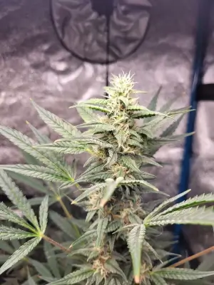 Braindamage Auto