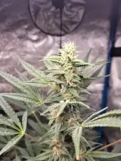Braindamage Auto