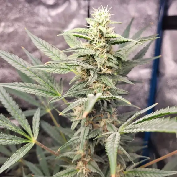 Braindamage Auto