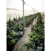 Bruce Banner III