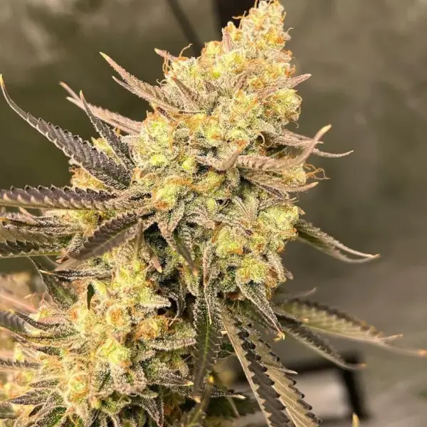 Cherry Zoap Auto