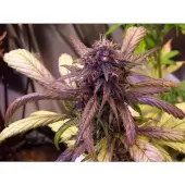 Red Jack Auto