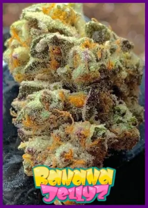 Banana Jelly'Z