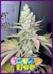 Candy Lime