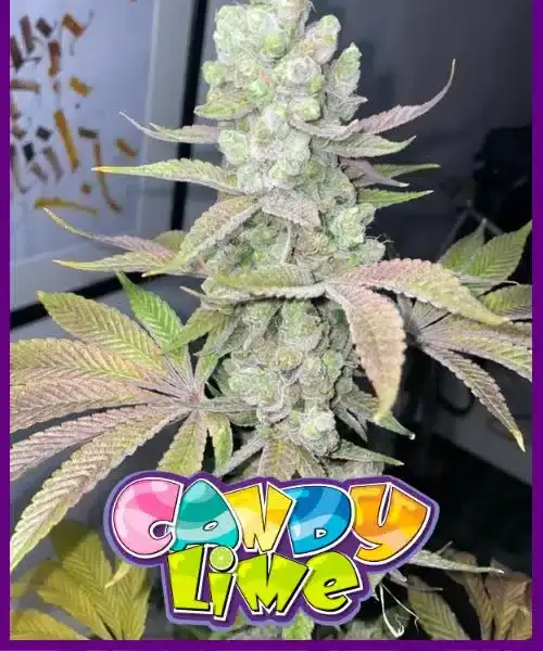 Candy Lime