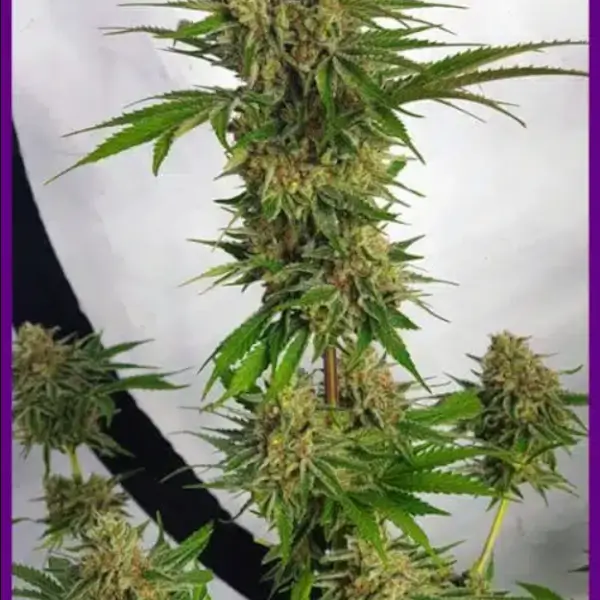Miss Orange Nectar